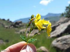 Hypericum aethiopicum