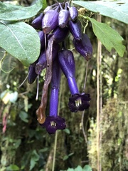 Iochroma
