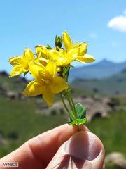 Hypericum aethiopicum