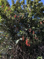 Camptosema spectabile