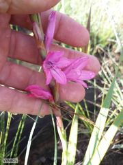 Watsonia lepida