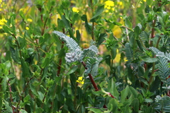 Astragalus pycnostachyus pycnostachyus