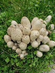 Coprinopsis variegata