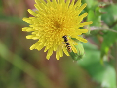 Sphaerophoria rueppellii