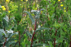 Astragalus pycnostachyus pycnostachyus