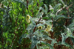 Astragalus pycnostachyus pycnostachyus