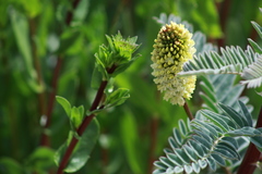 Astragalus pycnostachyus pycnostachyus