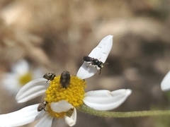 Hylaeus
