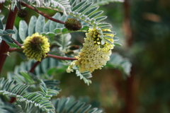 Astragalus pycnostachyus pycnostachyus