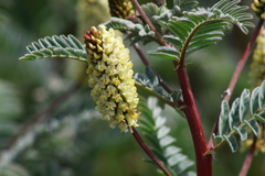 Astragalus pycnostachyus pycnostachyus