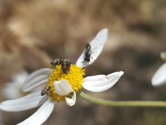 Hylaeus