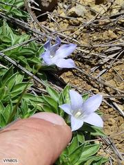 Craterocapsa tarsodes
