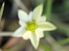 Gentiana fremontii