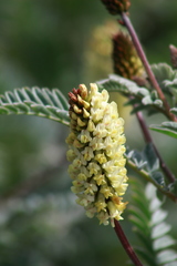 Astragalus pycnostachyus pycnostachyus