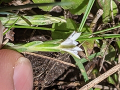 Gentiana fremontii