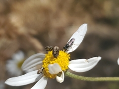 Hylaeus