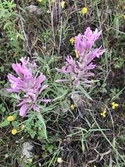 Castilleja sessiliflora