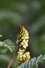 Astragalus pycnostachyus pycnostachyus
