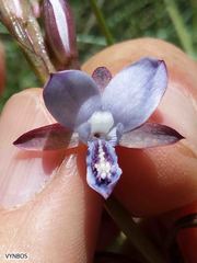 Eulophia zeyheriana