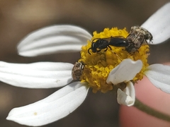 Hylaeus