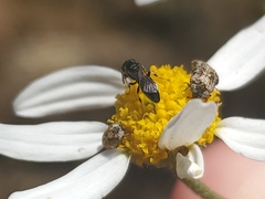 Hylaeus