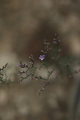 Limonium ruizii
