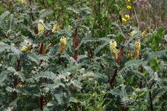 Astragalus pycnostachyus pycnostachyus
