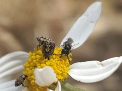 Hylaeus