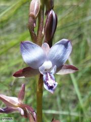 Eulophia zeyheriana