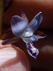 Eulophia zeyheriana