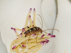 Strangalia luteicornis