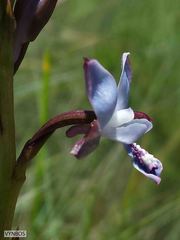 Eulophia zeyheriana
