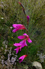 Gladiolus illyricus
