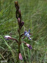 Eulophia zeyheriana