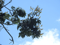 Tachigali paniculata