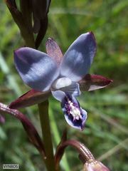 Eulophia zeyheriana