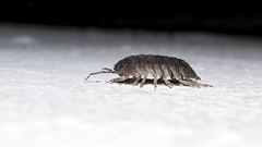 Armadillidium granulatum