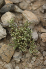 Herniaria fruticosa