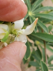 Lupinus densiflorus
