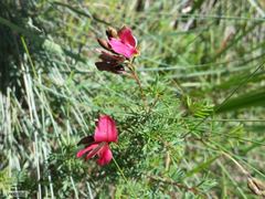 Indigofera hedyantha