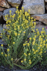 Linaria saxatilis