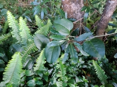 Smilax azorica
