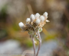 Antennaria alpina