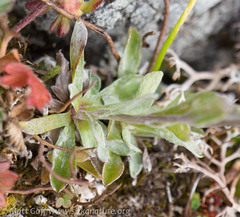 Antennaria alpina