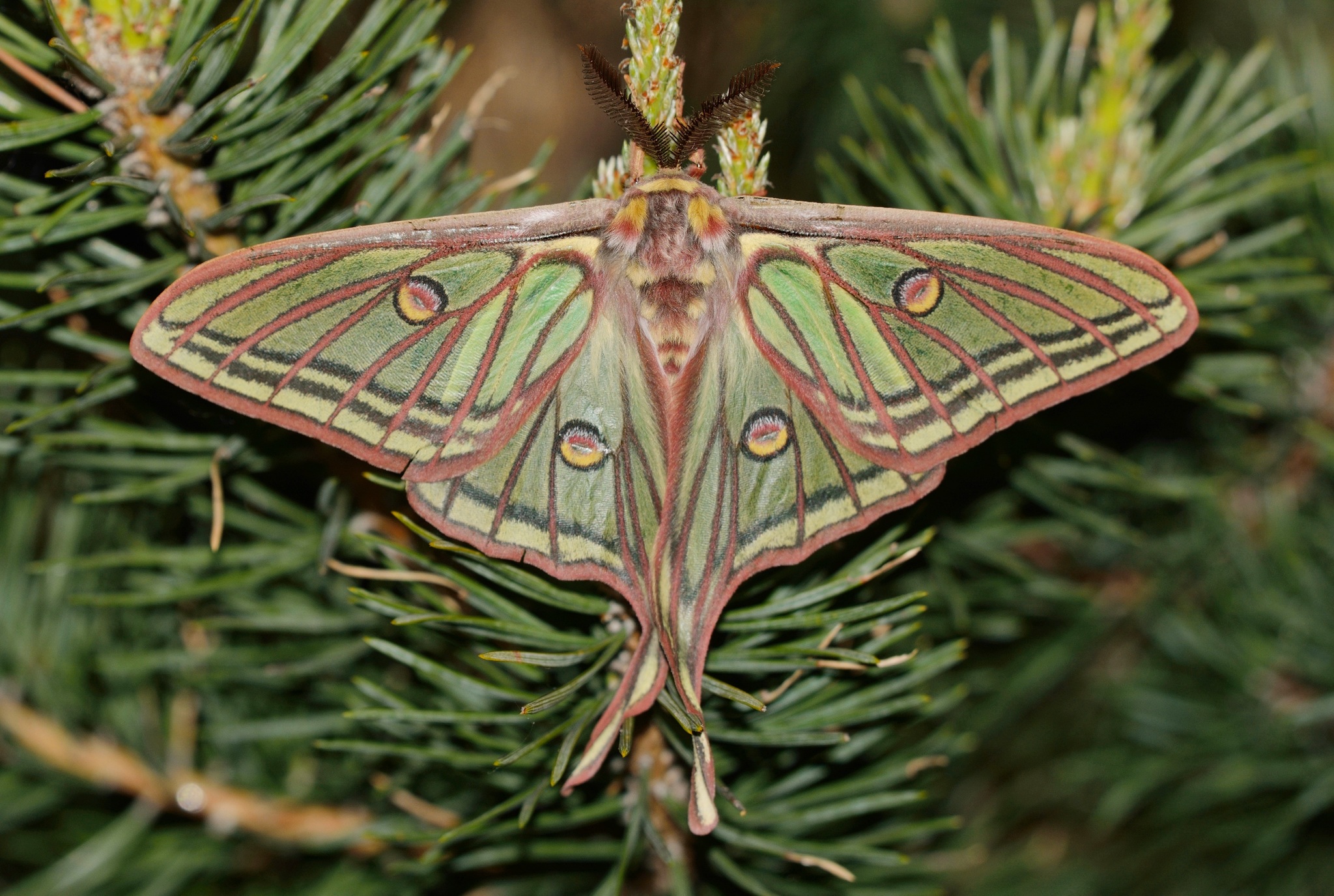 Graellsia isabellae
