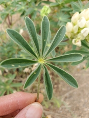 Lupinus densiflorus