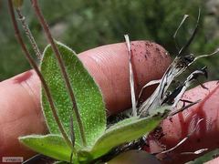 Hypoxis parvula albiflora