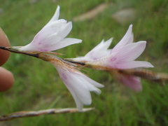 Dierama cooperi