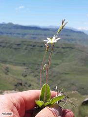 Hypoxis parvula albiflora