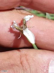 Moraea brevistyla